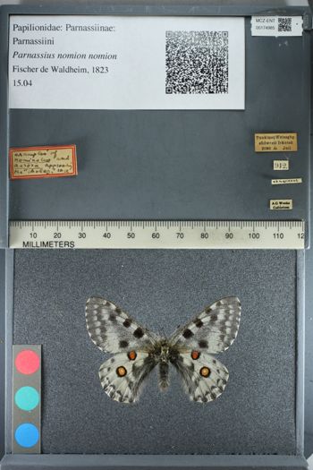 Media type: image;   Entomology 174985